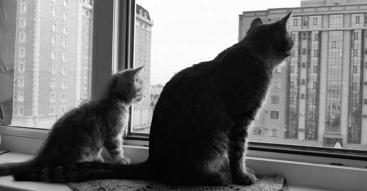 Котята