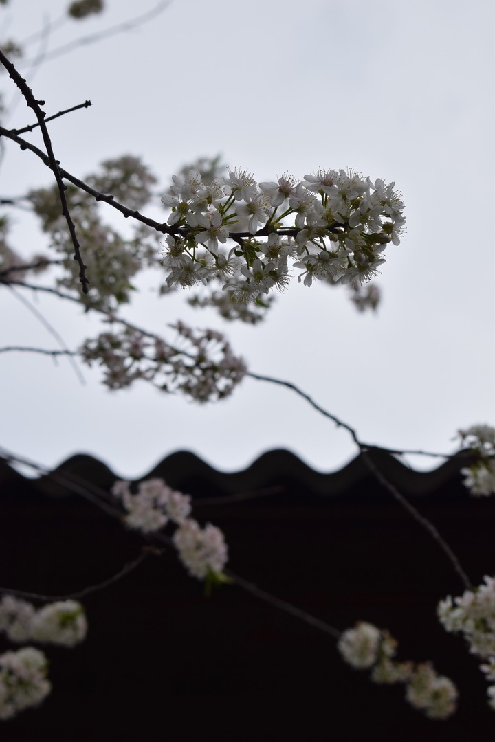 春