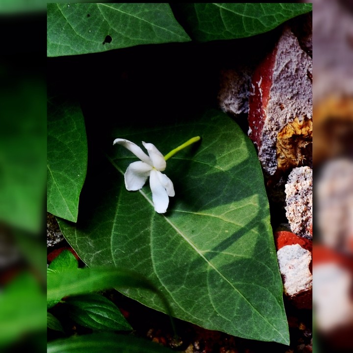 flower