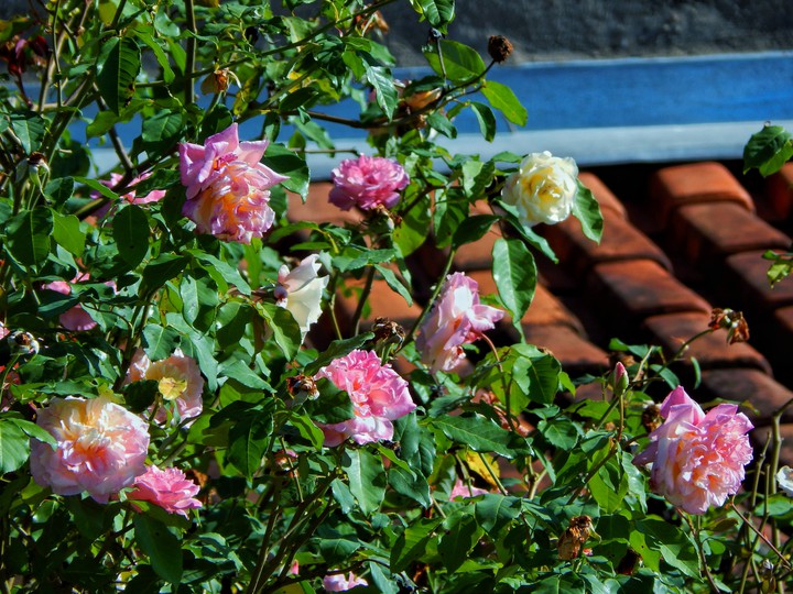 elas são lindas, mas não são para o teu jardim
