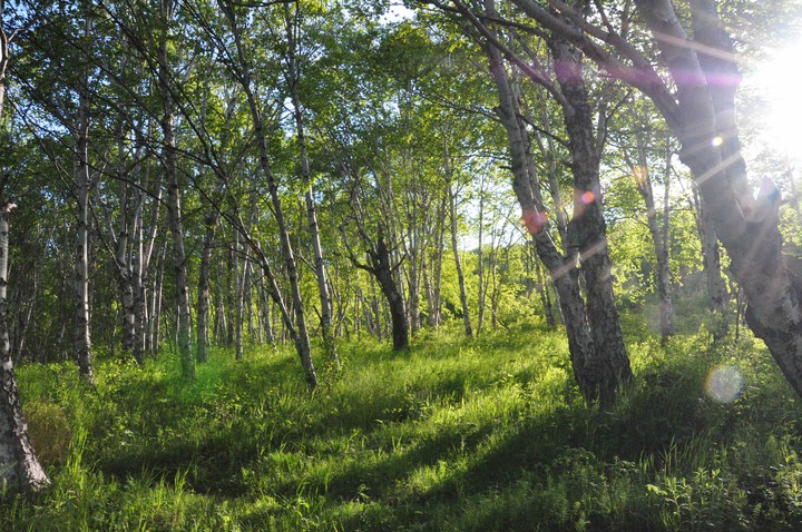 forest
