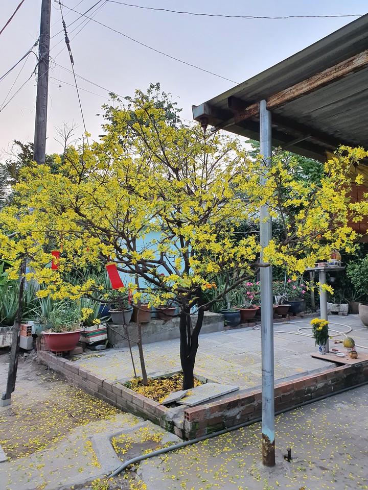 hoa mai