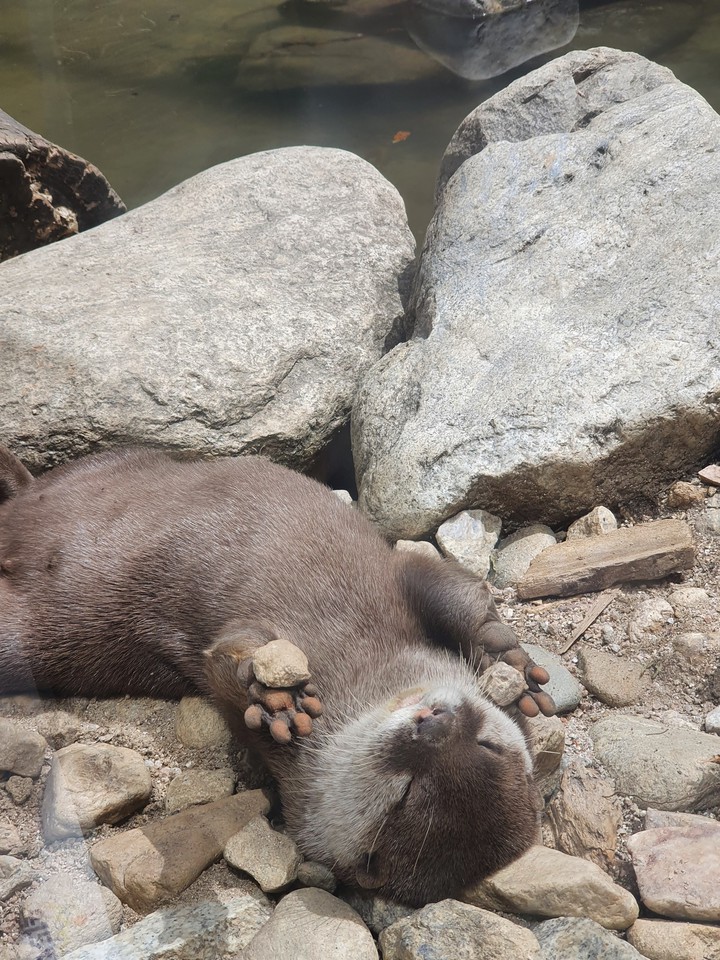 Awww♡♡♡that guy is playing with rocks