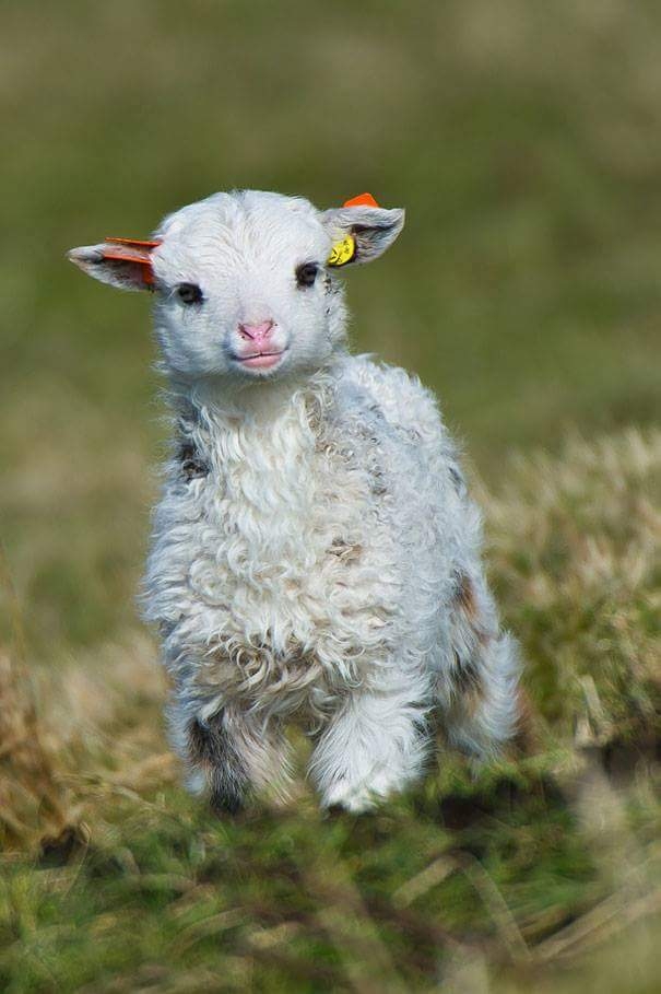 baby sheep