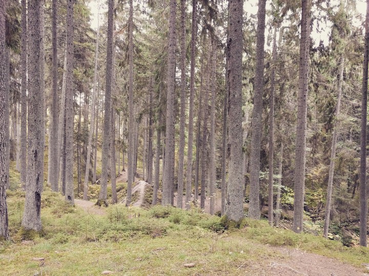 Empty forest