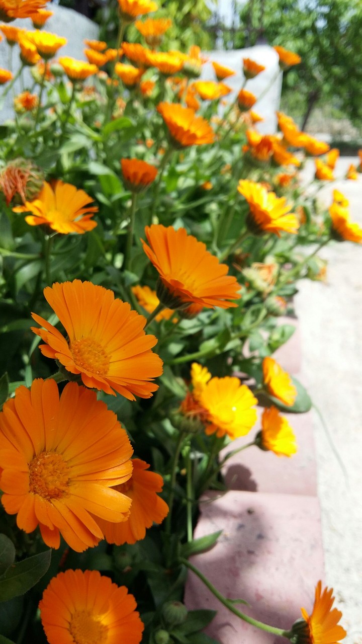 orange flowers