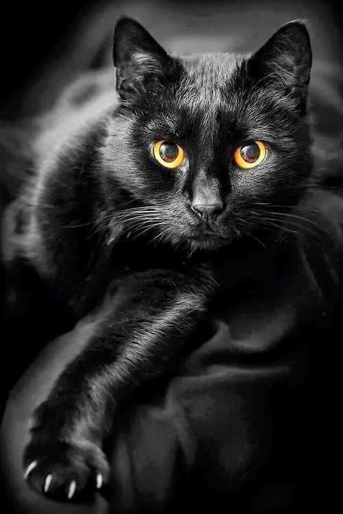 #cats noir
