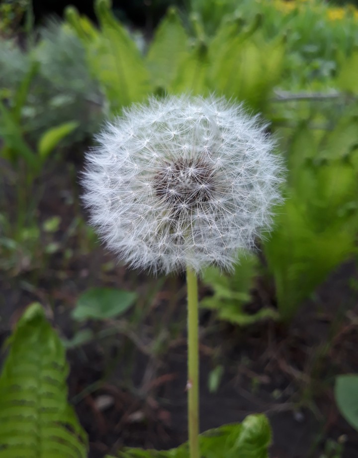 Dandelion