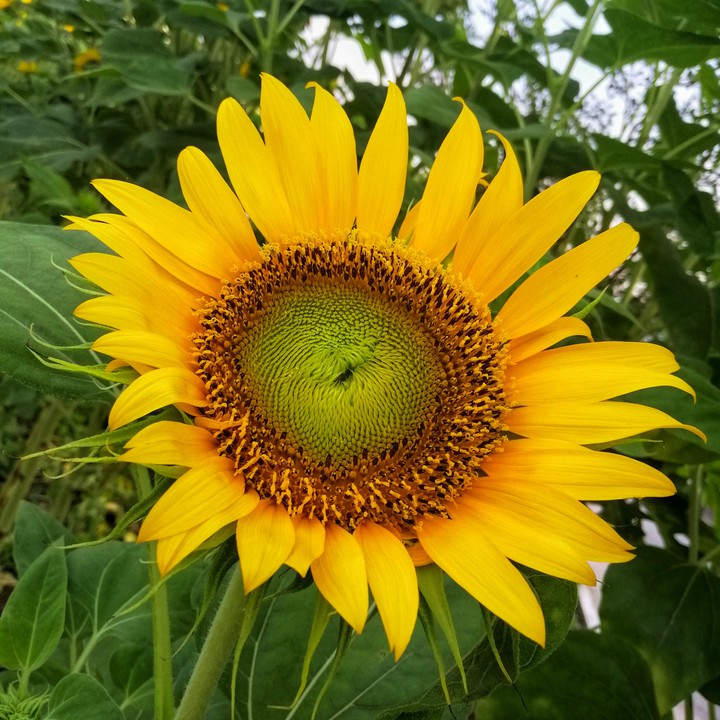 My sunflower