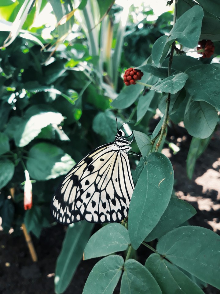 butterfly
