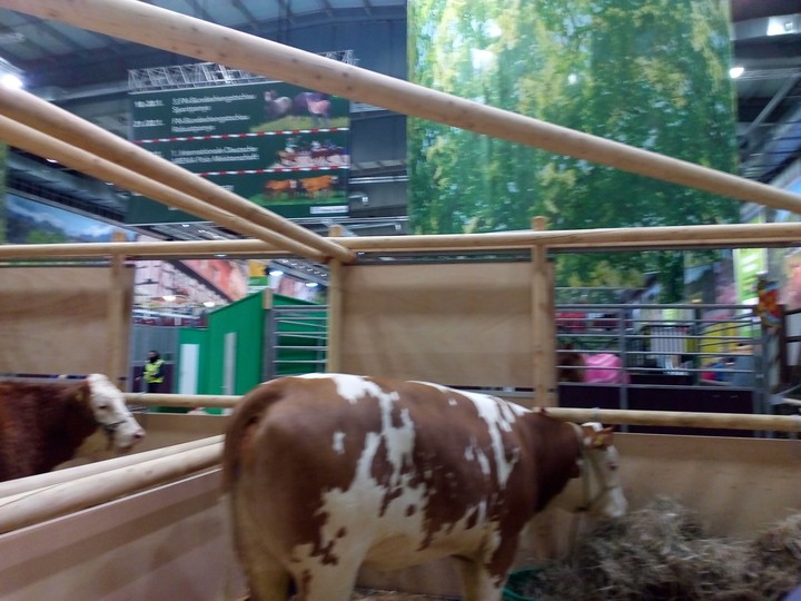 Zuchtbulle Holsteiniches vie.