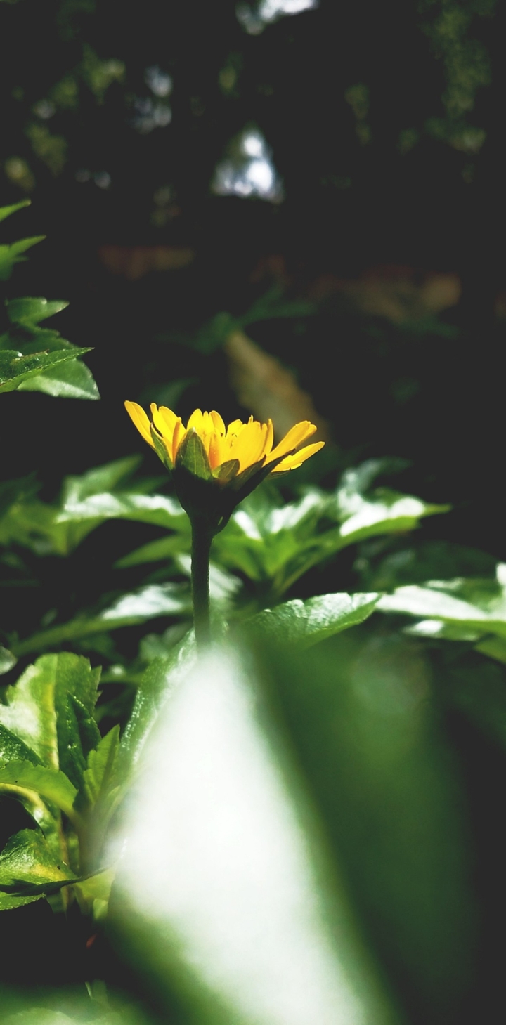 let's bloom