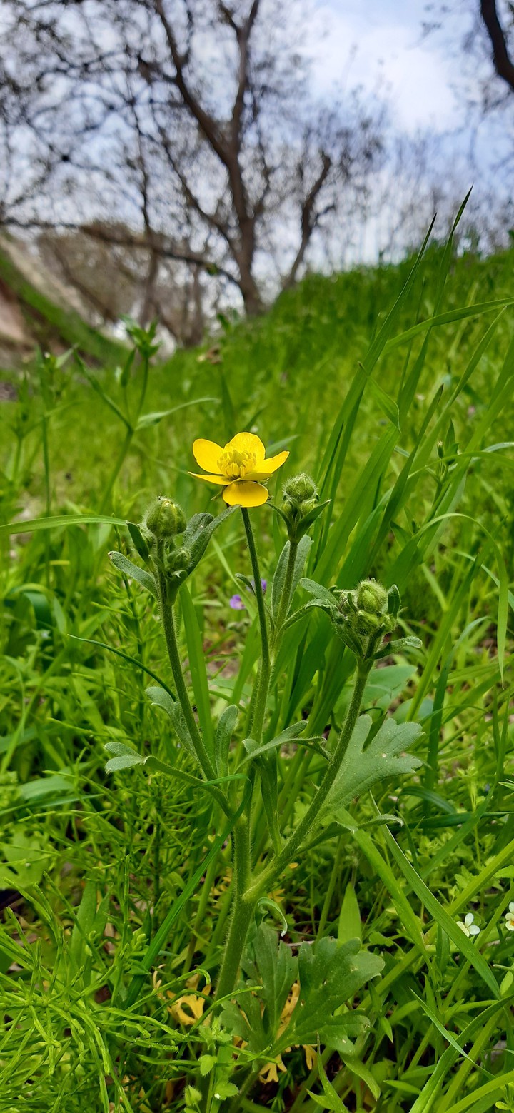 spring