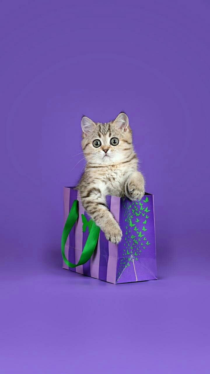 gattino carino