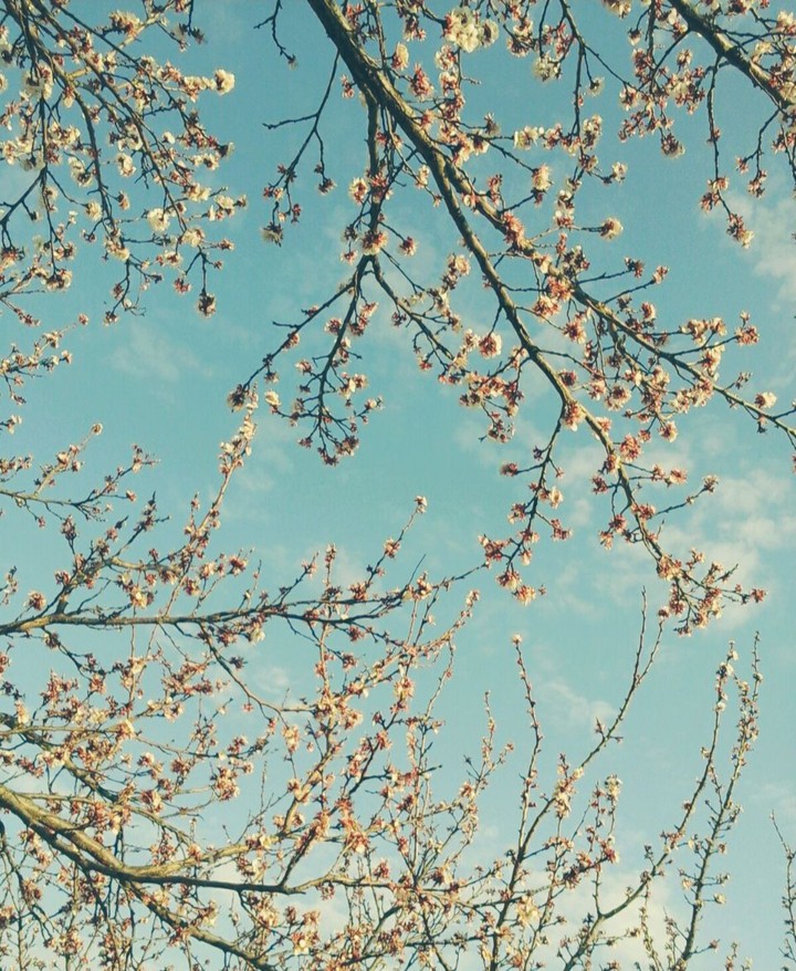 apricot