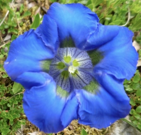 blue, azure वॉलपेपर