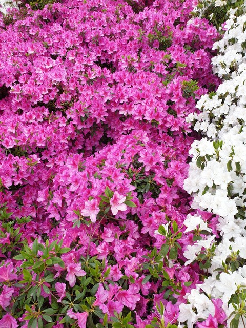 Fiori vari