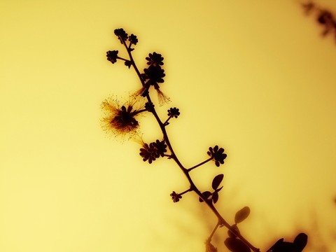 Yellowish