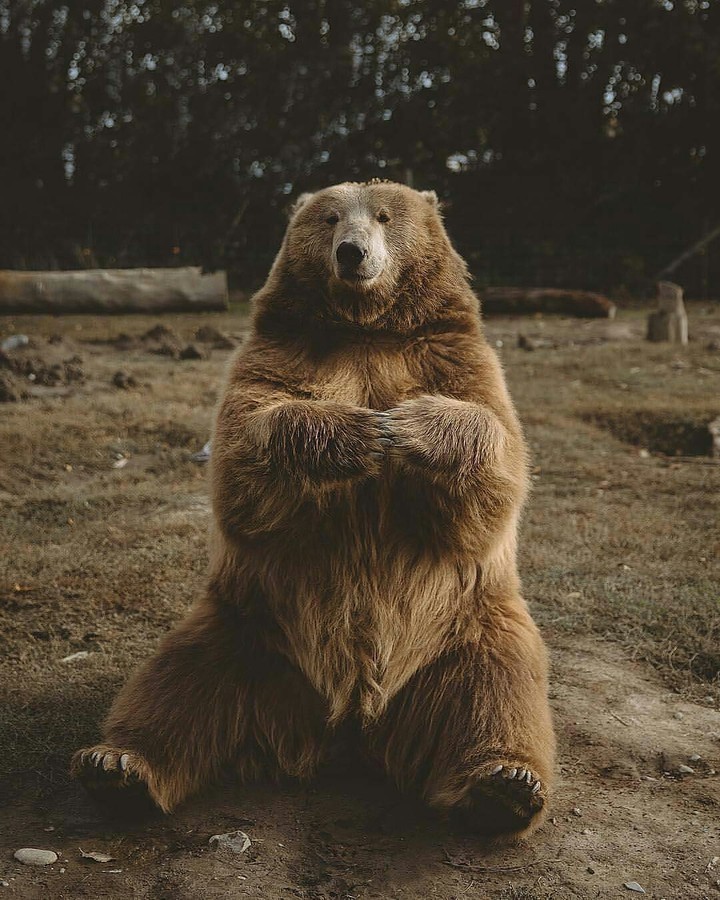Urso