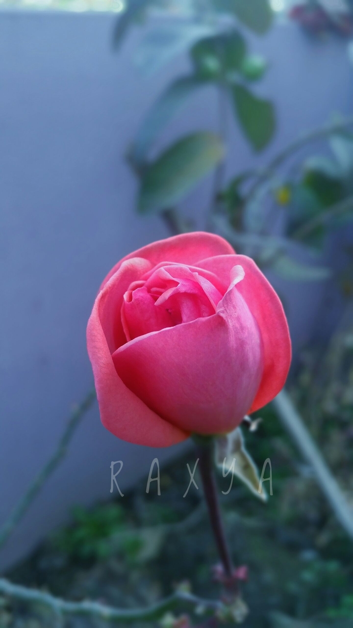 rosebud ⚘