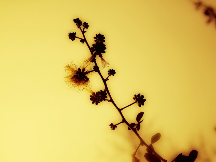 Yellowish