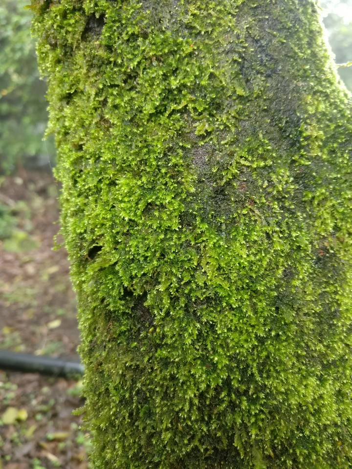 tree trunk