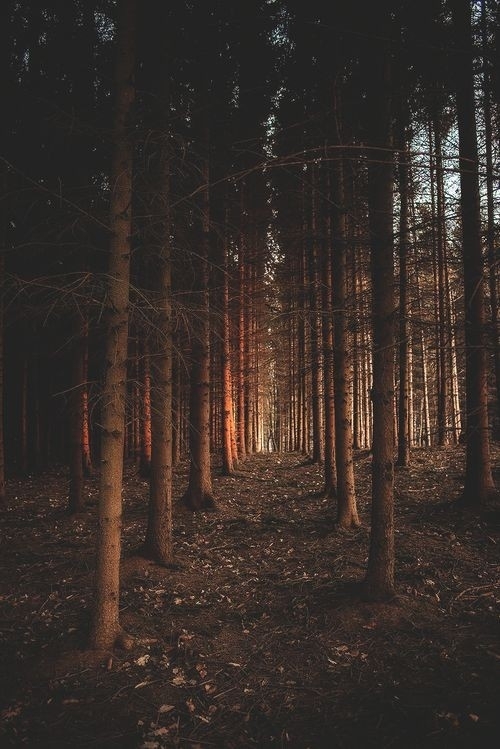 Not green forest