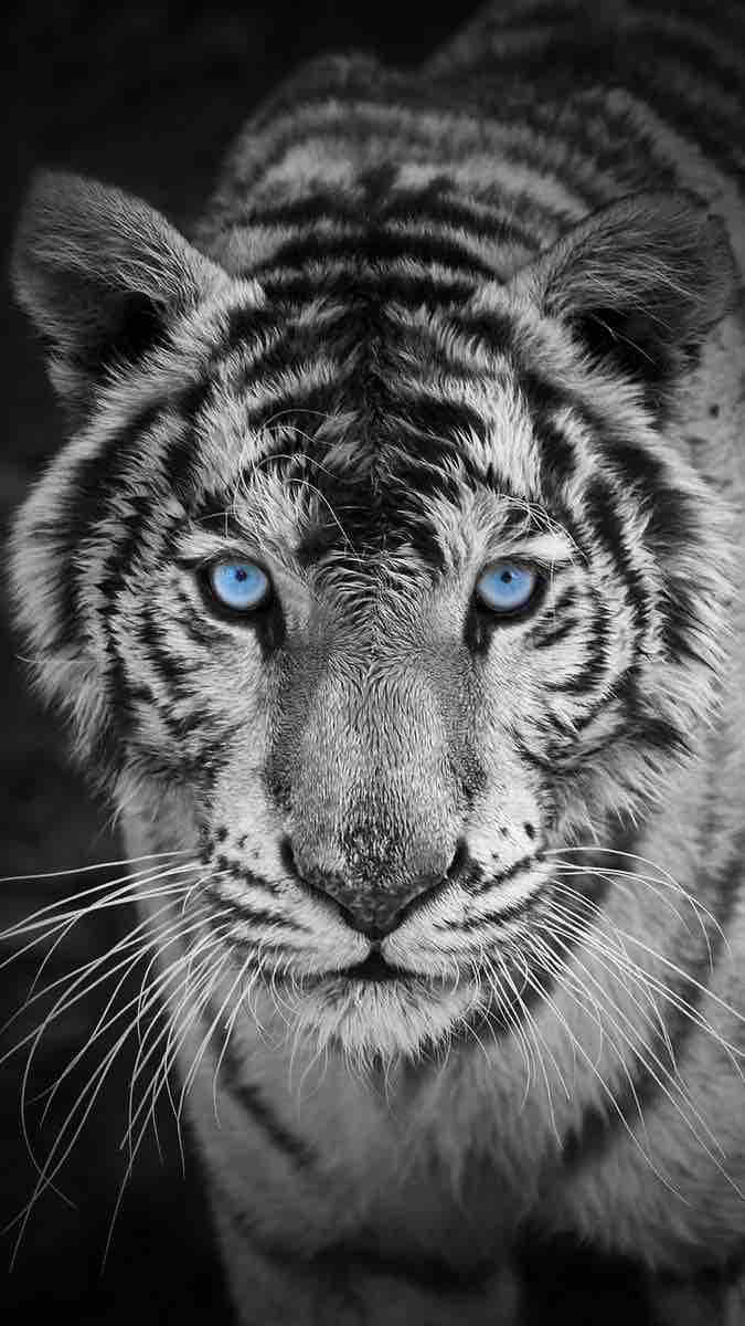 Animal / tiger / predator