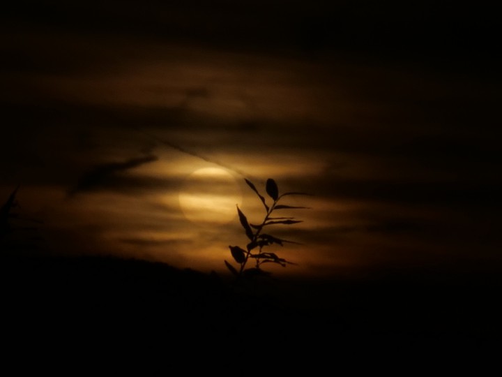 Sonnenuntergang, Wolken, Himmel, Pflanzen