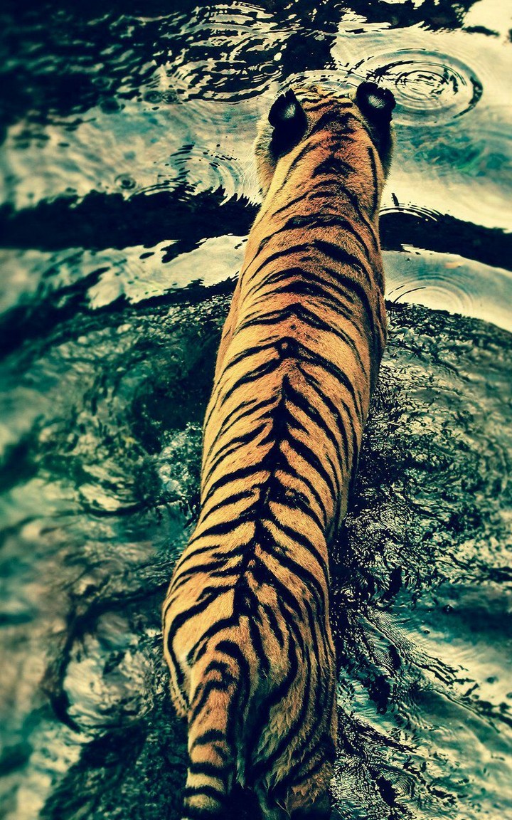 The Tiger