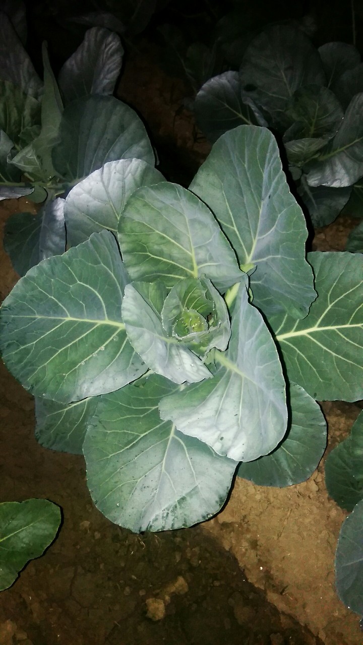 Badhakopi in Garden