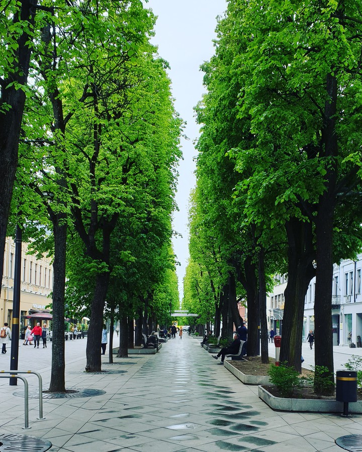 trees