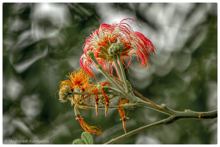 Blossom