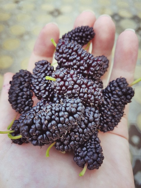 fruit