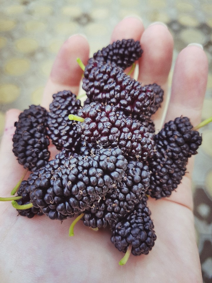 fruit