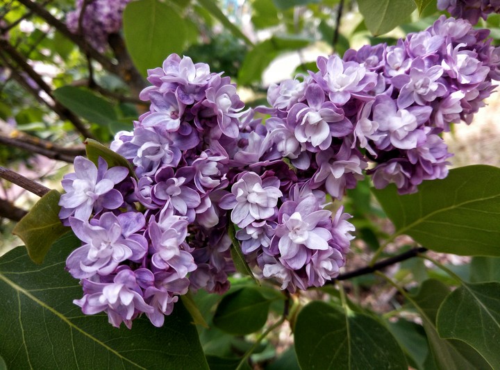flowers.
