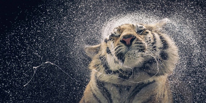 tiger