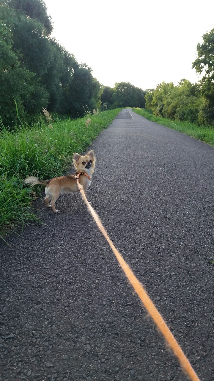 Hund