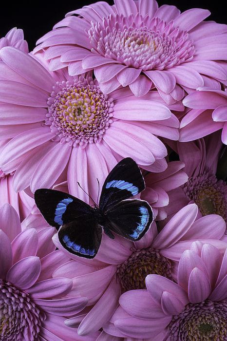 butter fly on flower