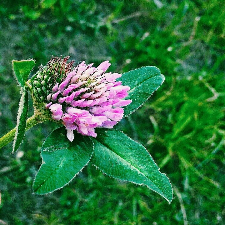 Beautiful flower