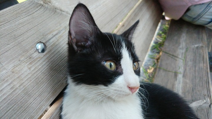 cute cat