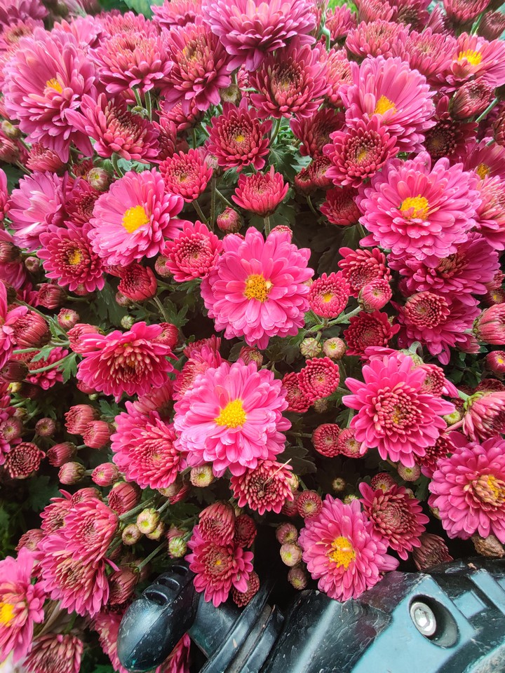 flowers
