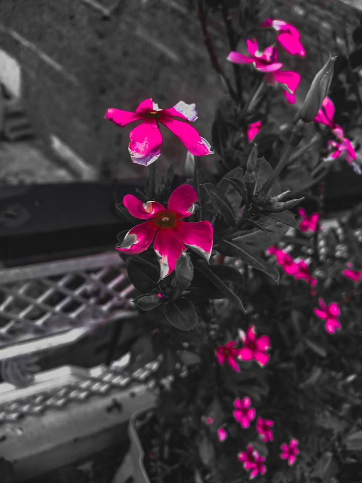 black & pink