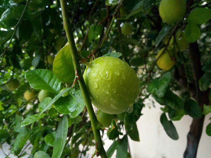Lemon