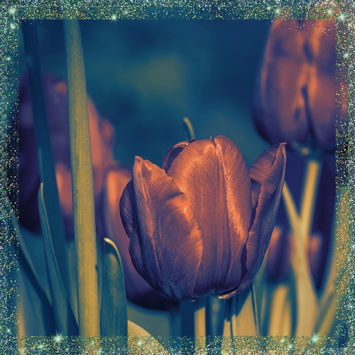 Red to purple tulips