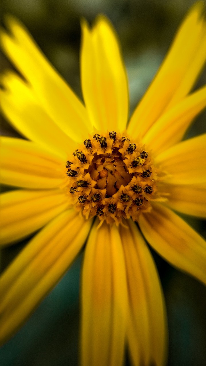Macro shot♥️