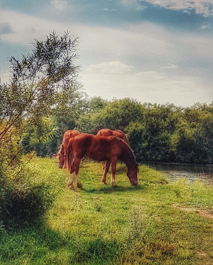 Horses on the river bank