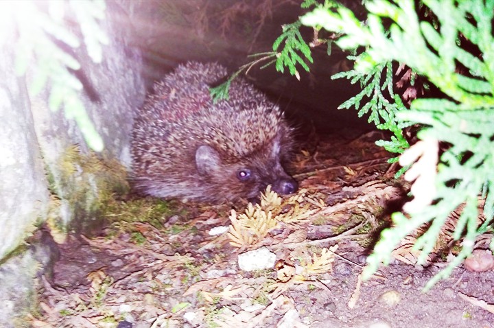 Hedgehog
