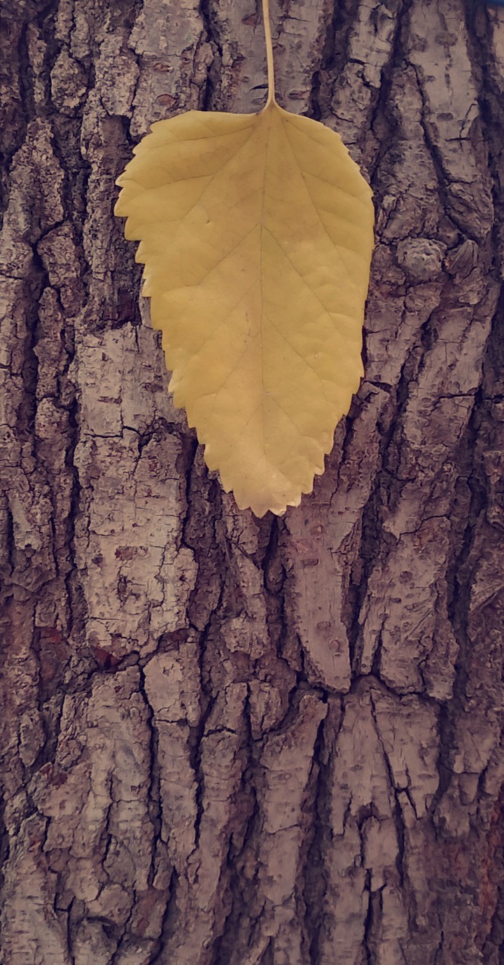 leaf