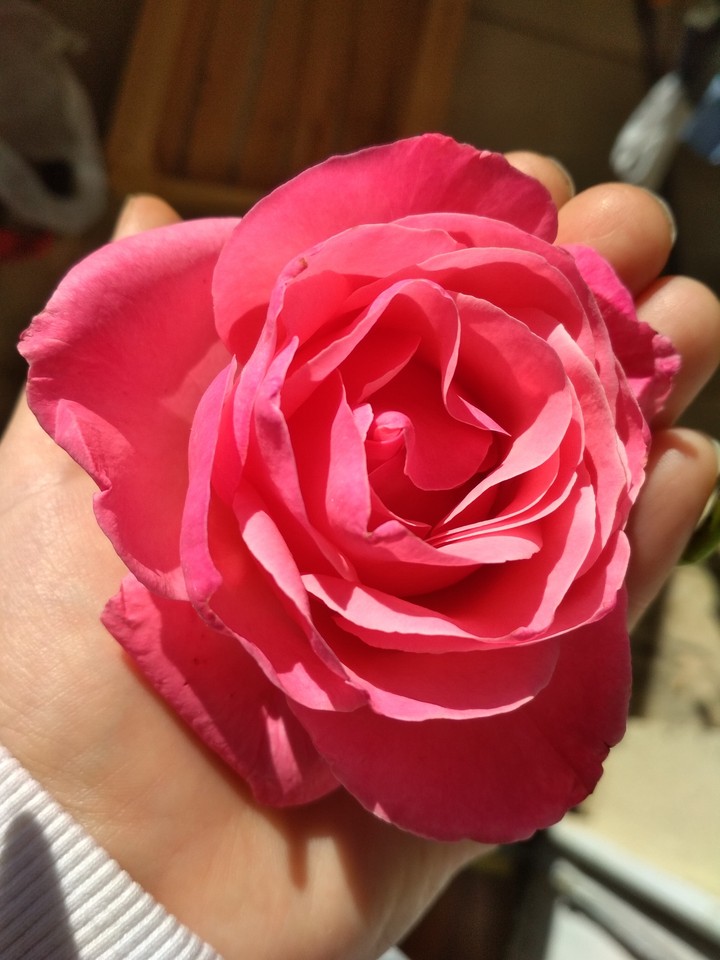 rose